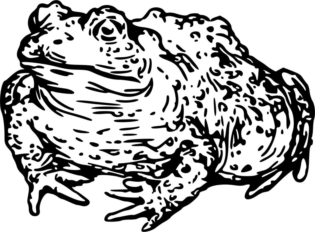 Warty toad png transparent