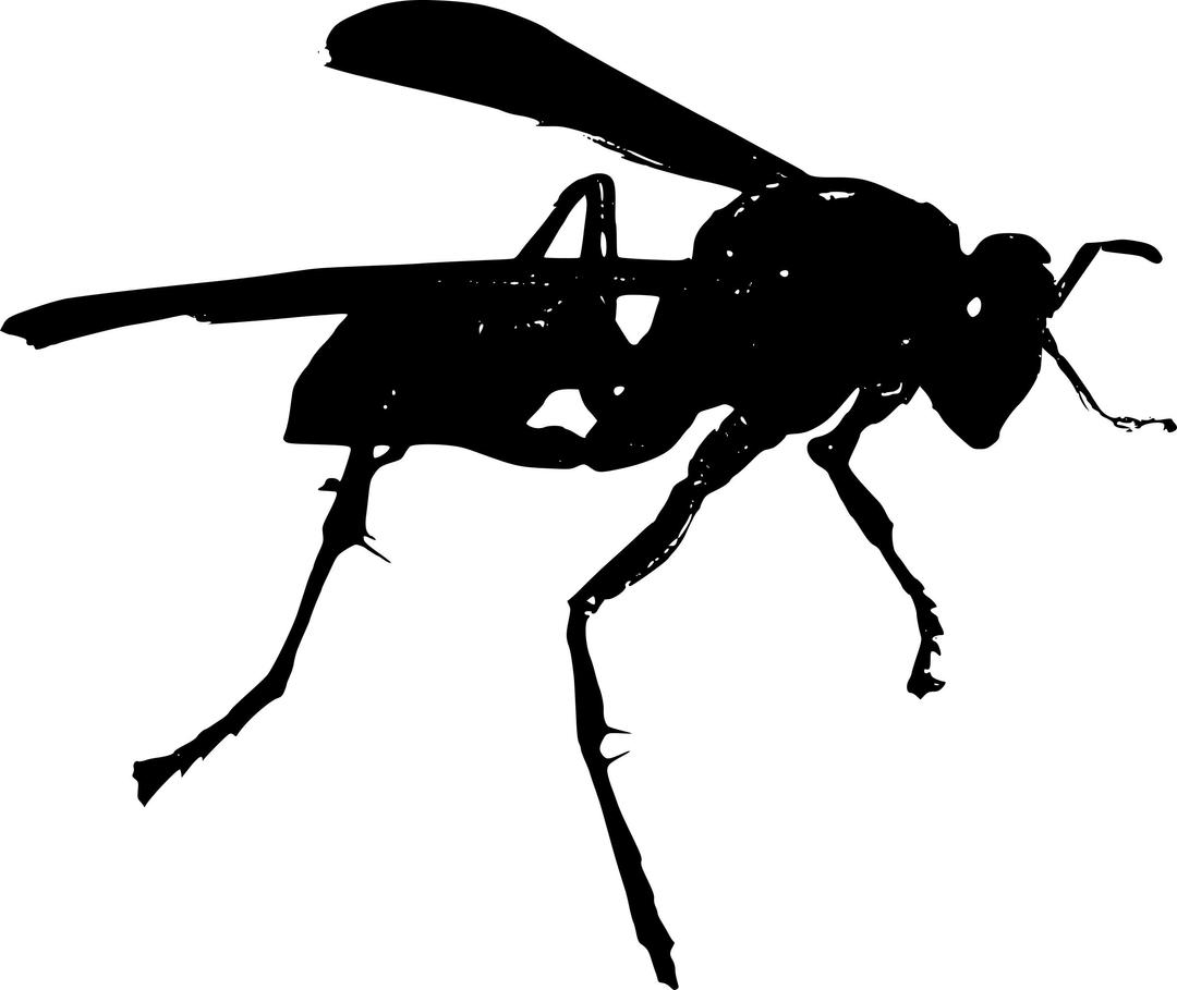 Wasp BW png transparent