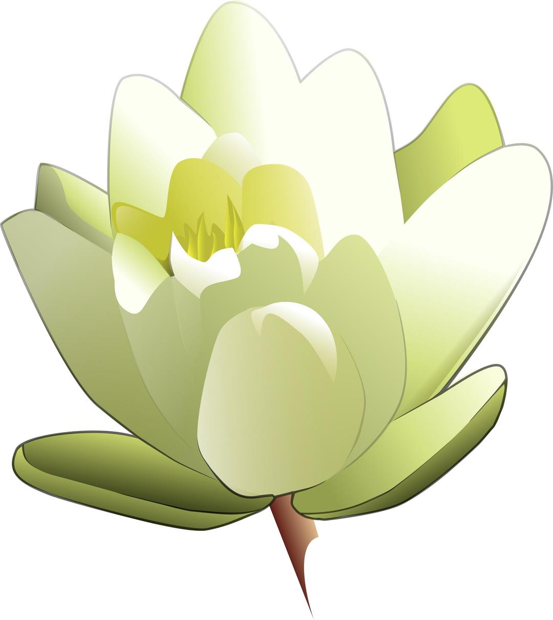 Water lily png transparent