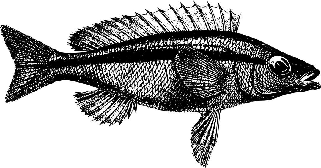 Western Butterfish png transparent