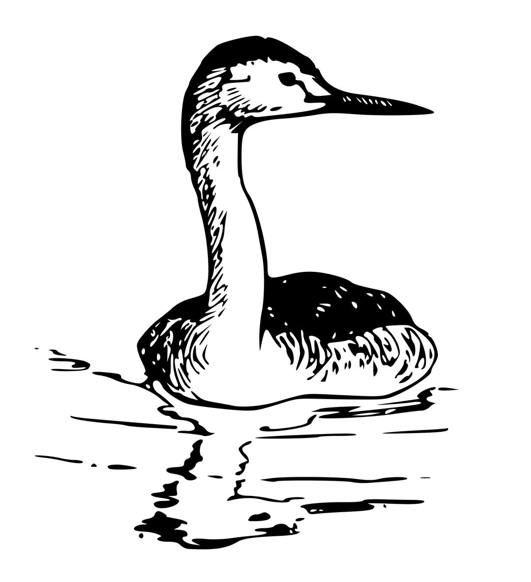 Western Grebe png transparent