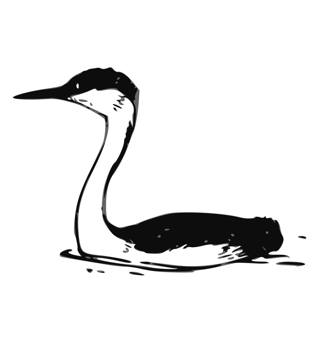 Western Grebe 2 png transparent