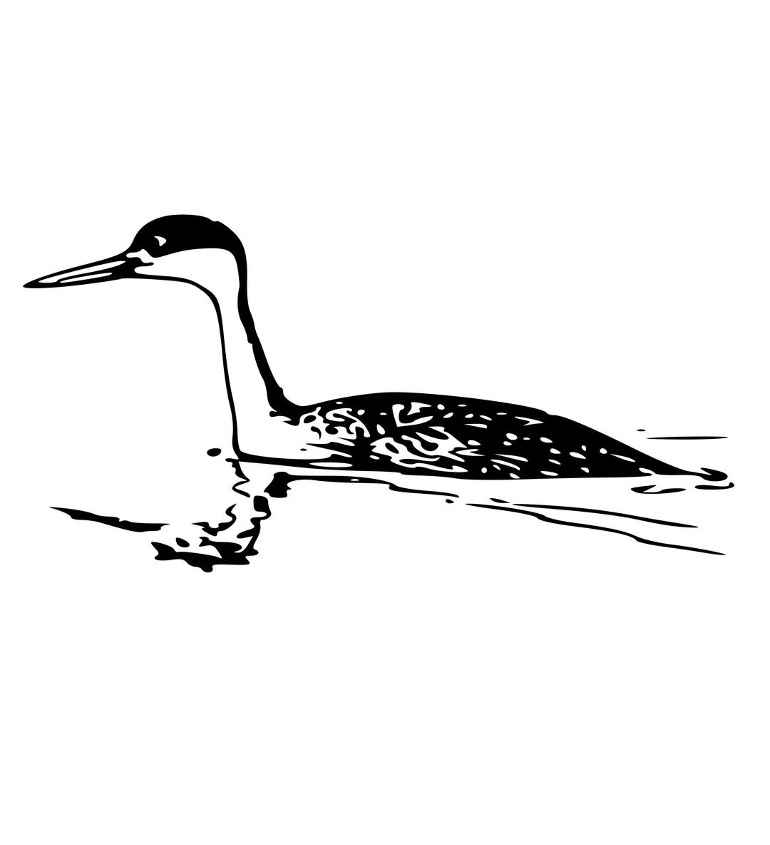 Western Grebe 3 png transparent