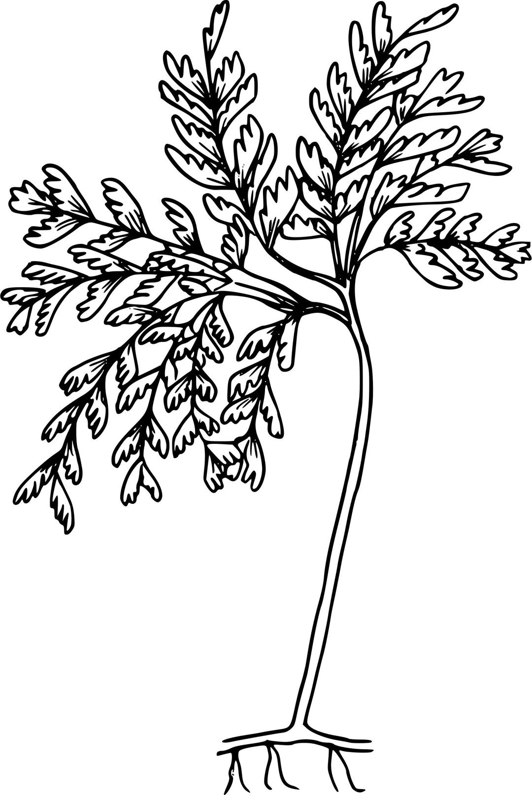 Western maidenhair fern png transparent