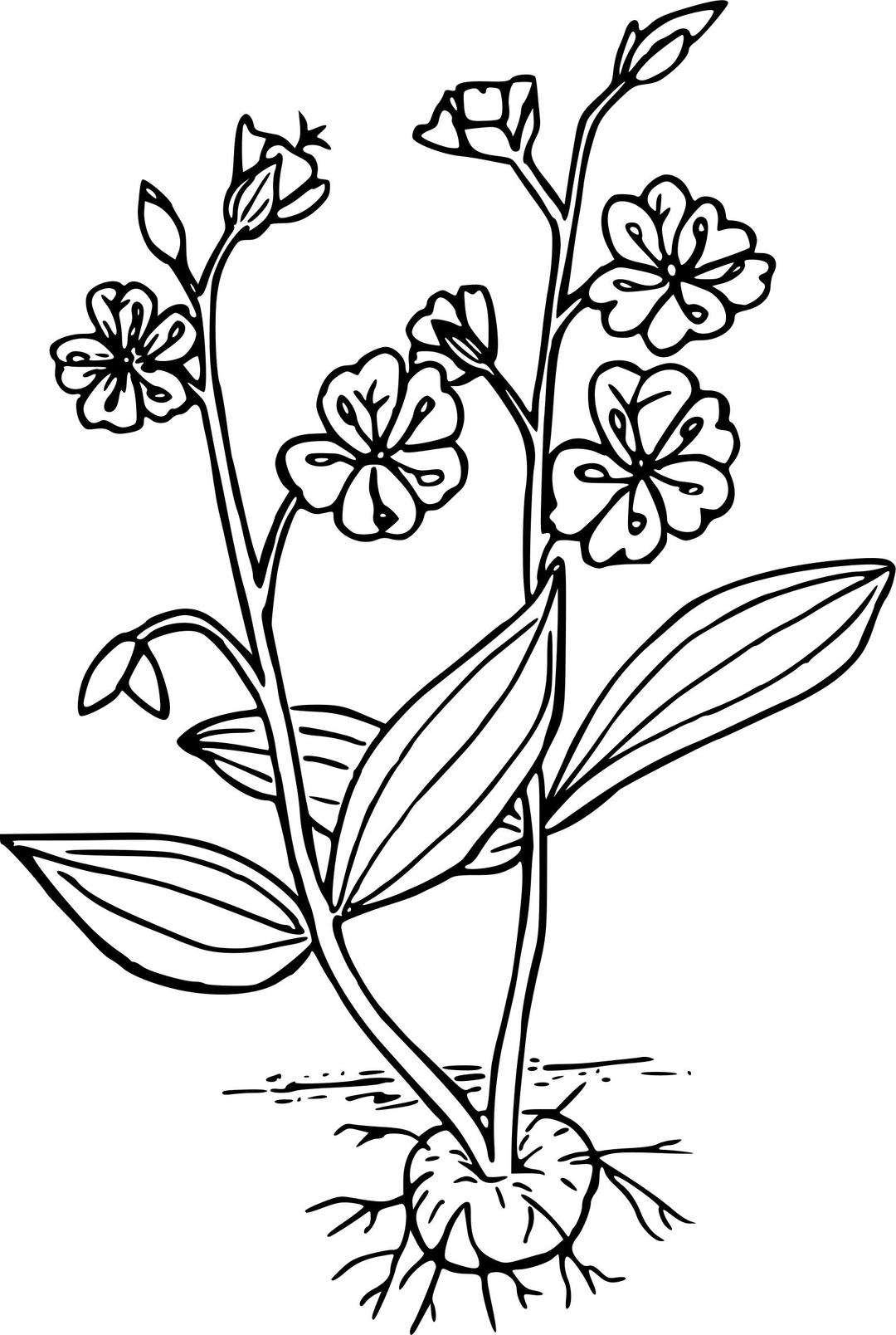 Western spring beauty png transparent