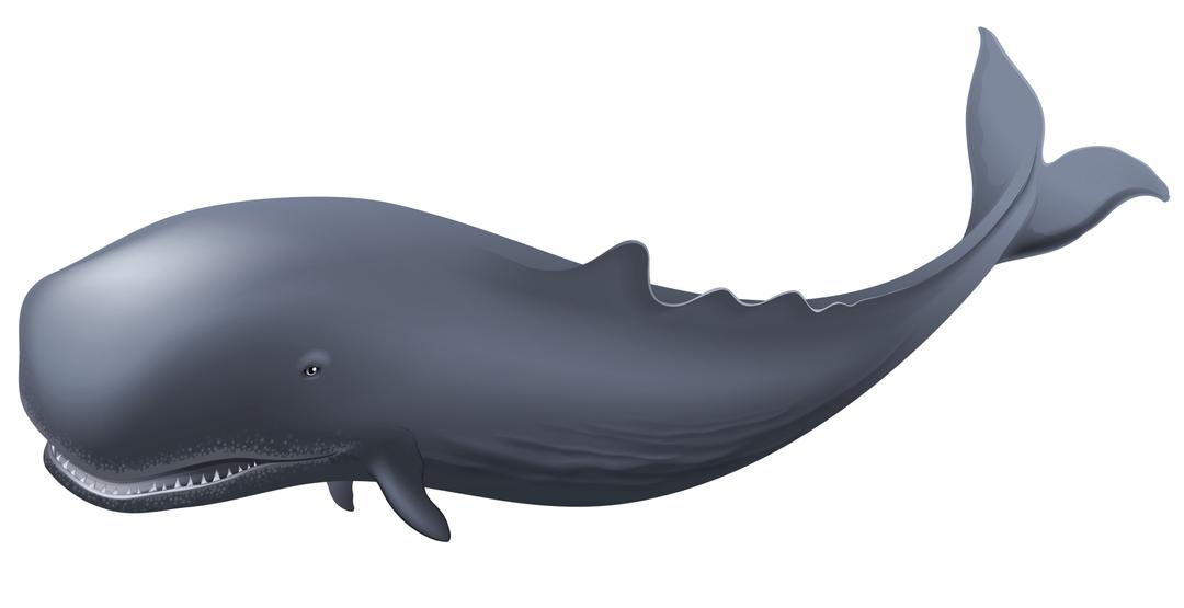 Whale Clipart png transparent