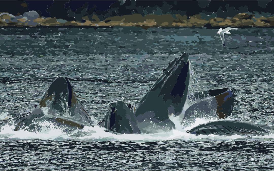 Whales Bubble Net Feeding-edit1 png transparent