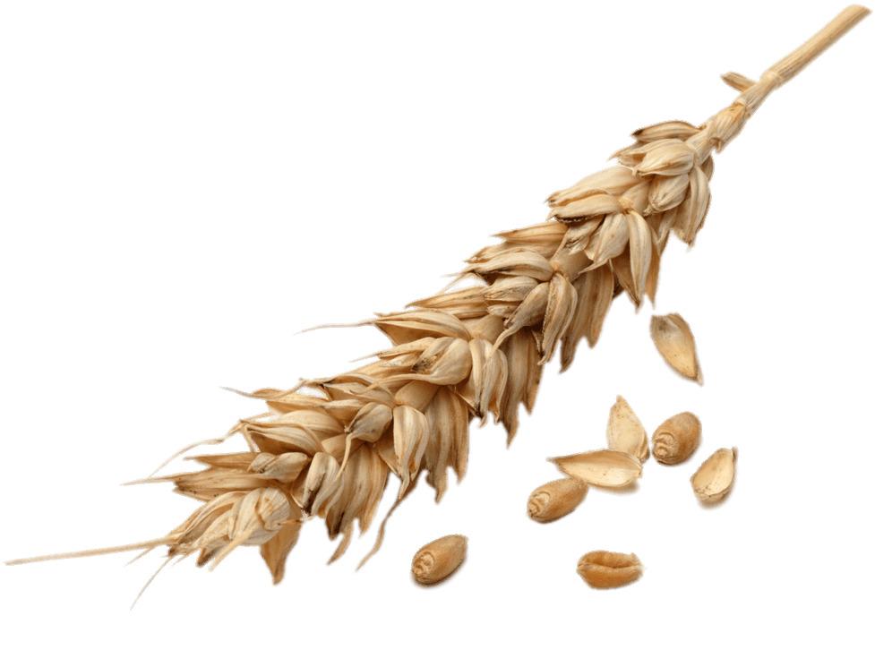 Wheat Spike png transparent
