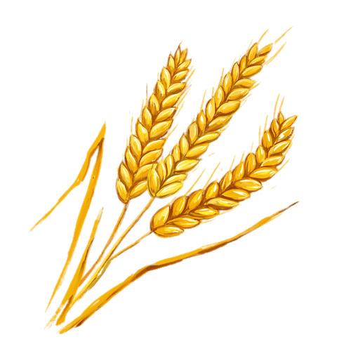 Wheat Spikes Illustration png transparent
