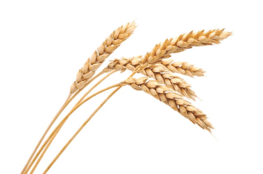 Wheat Spikes png transparent