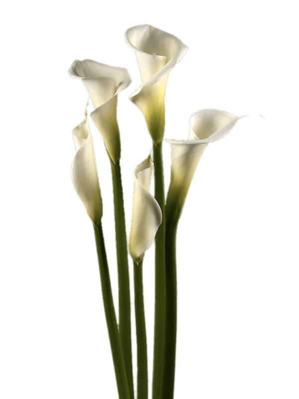 White Calla Lilies png transparent
