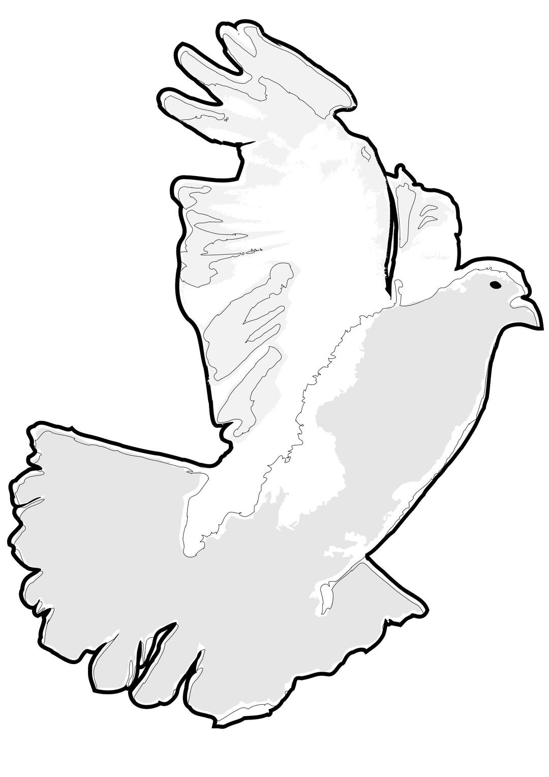 White Dove / White Pigeon png transparent