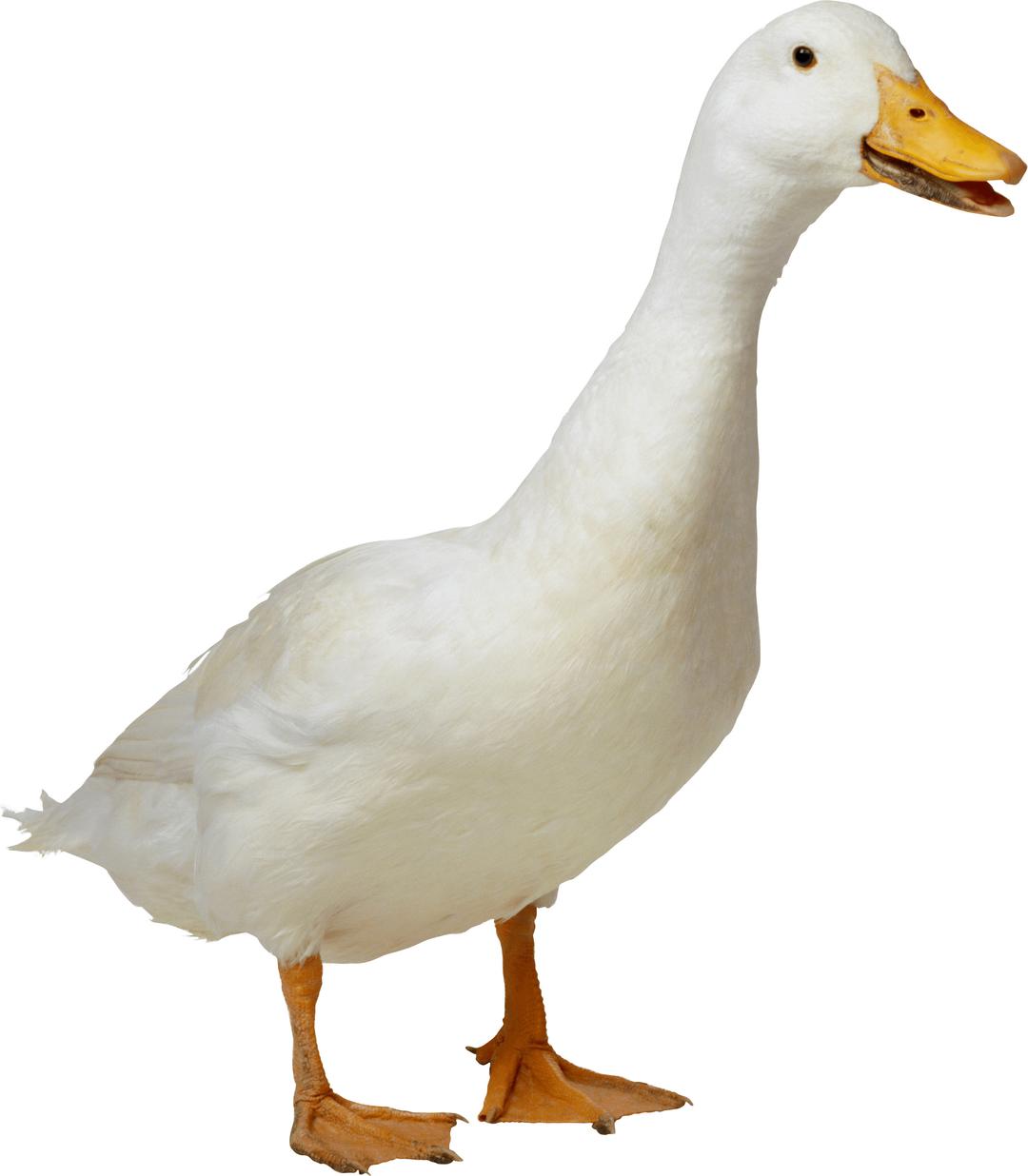 White Duck png transparent