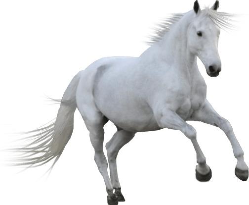 White Horse png transparent