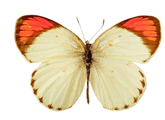 White Orange Butterfly png transparent