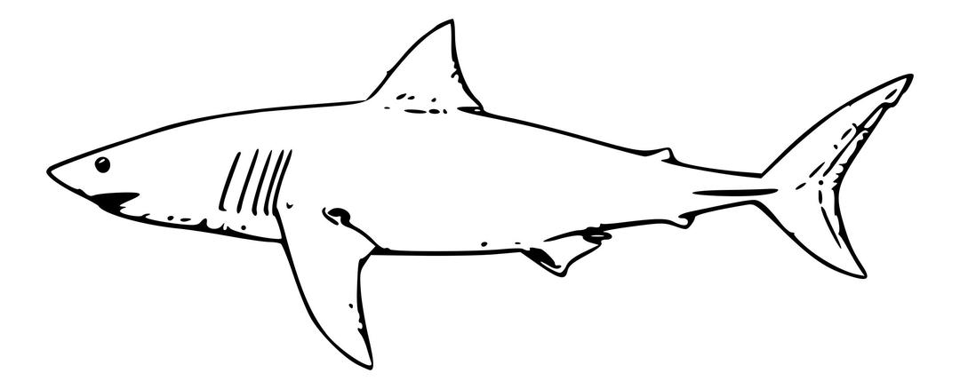 white shark png transparent