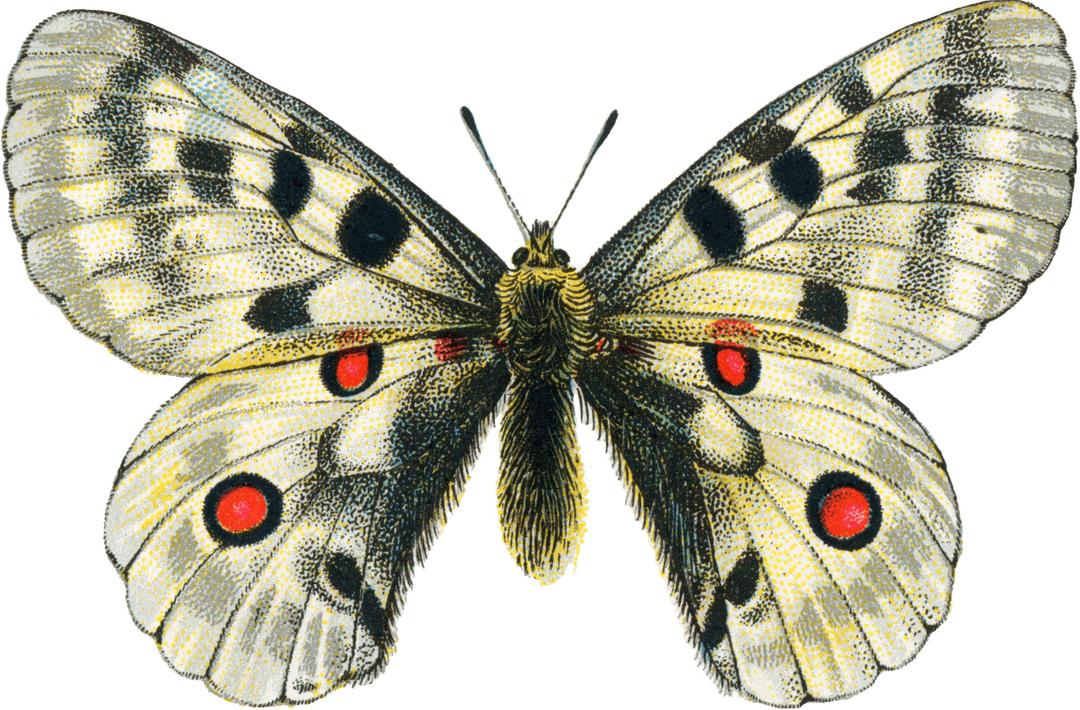 White Vintage Butterfly png transparent