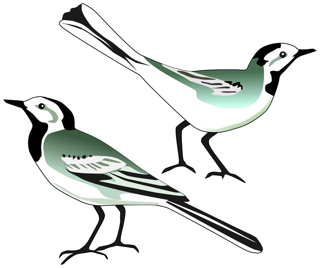White Wagtail png transparent