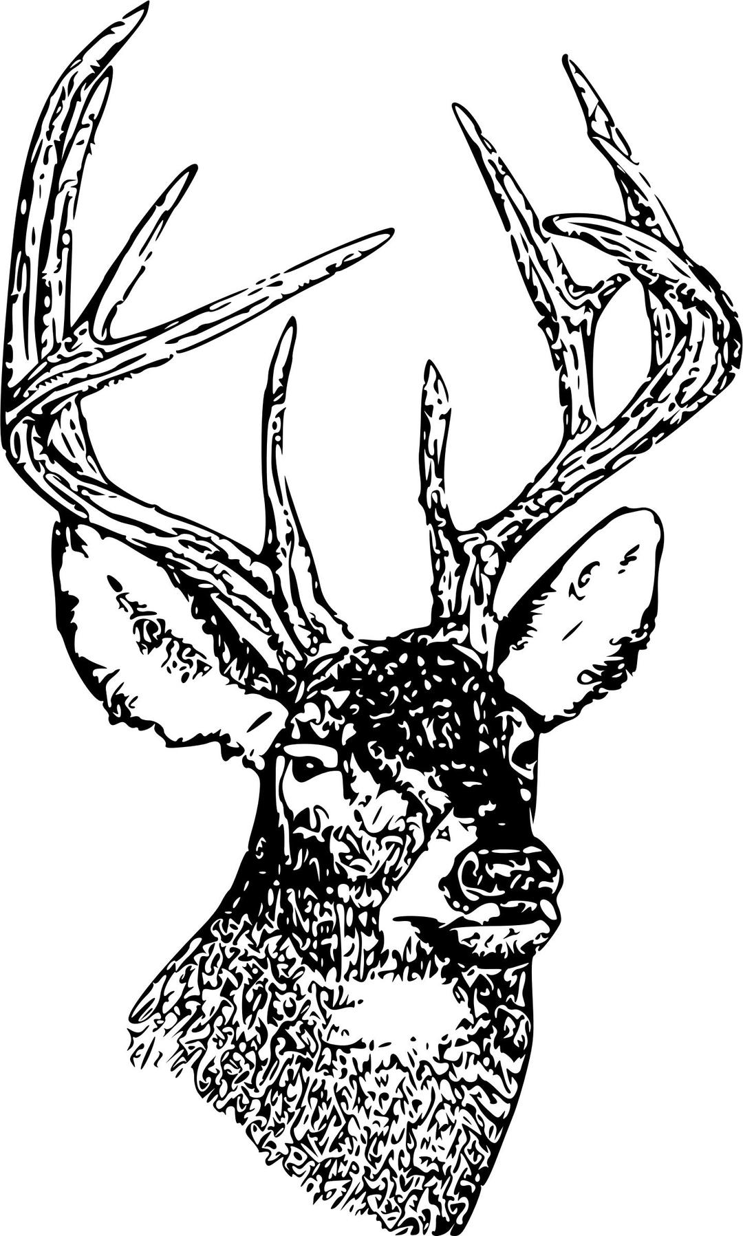 Whitetail Deer Head png transparent