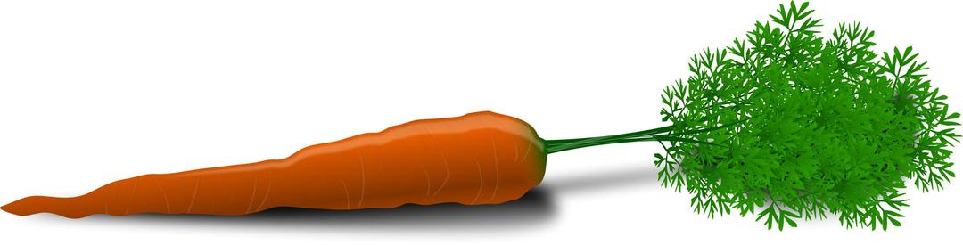 whole carrot png transparent