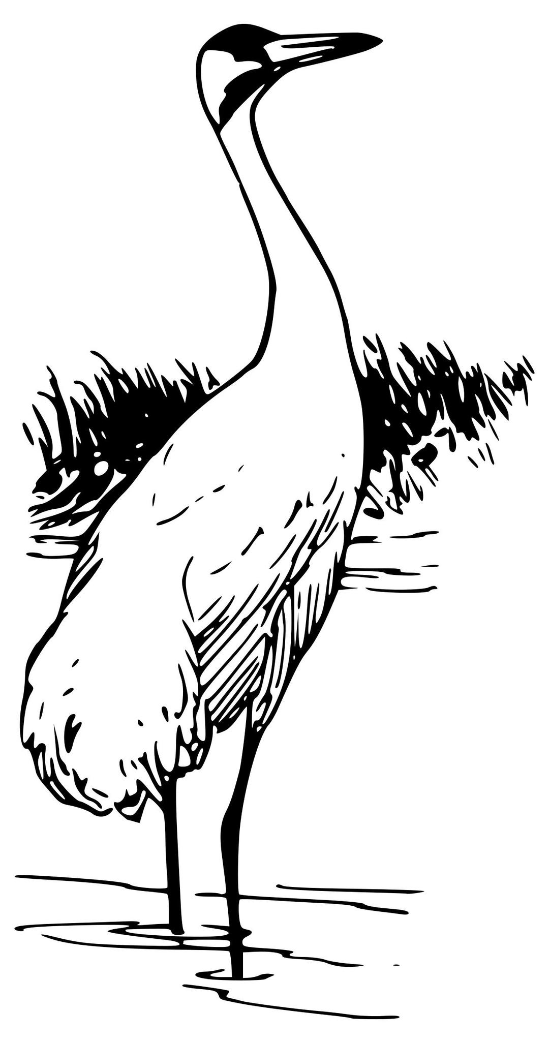 whooping crane 1 png transparent
