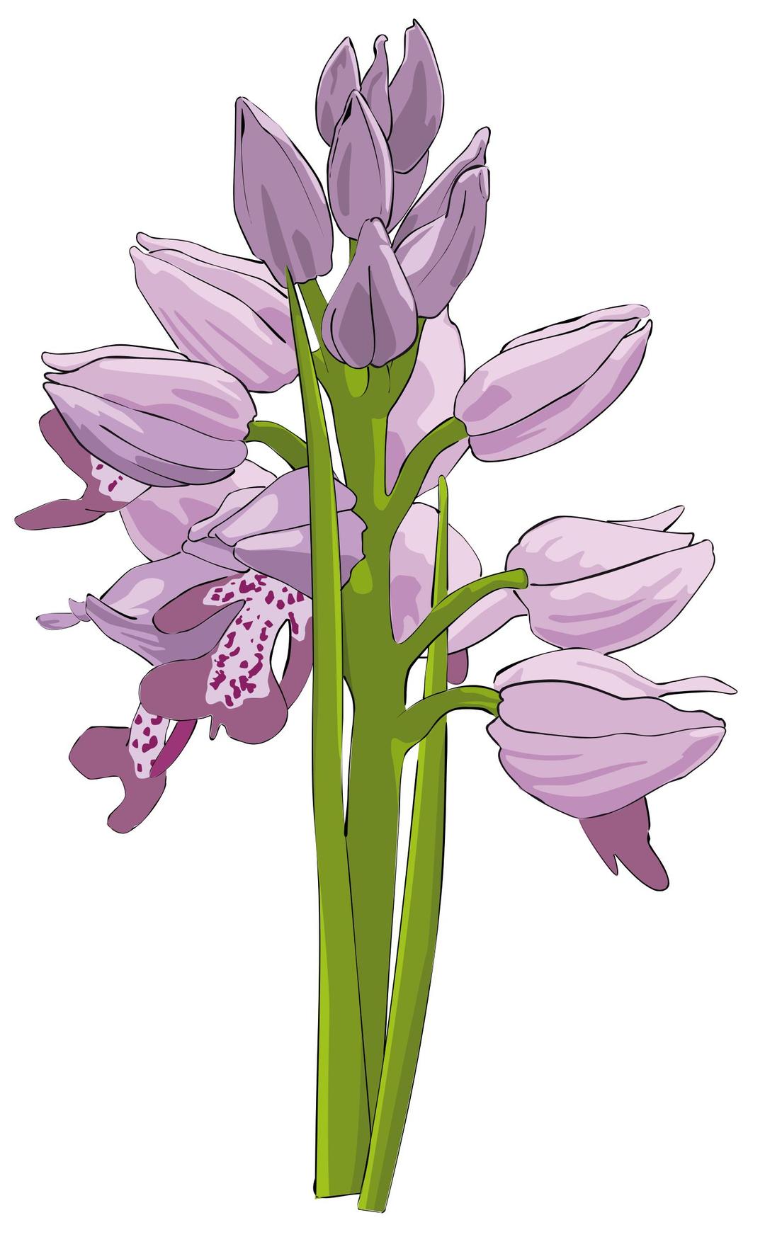 wild Orchid png transparent