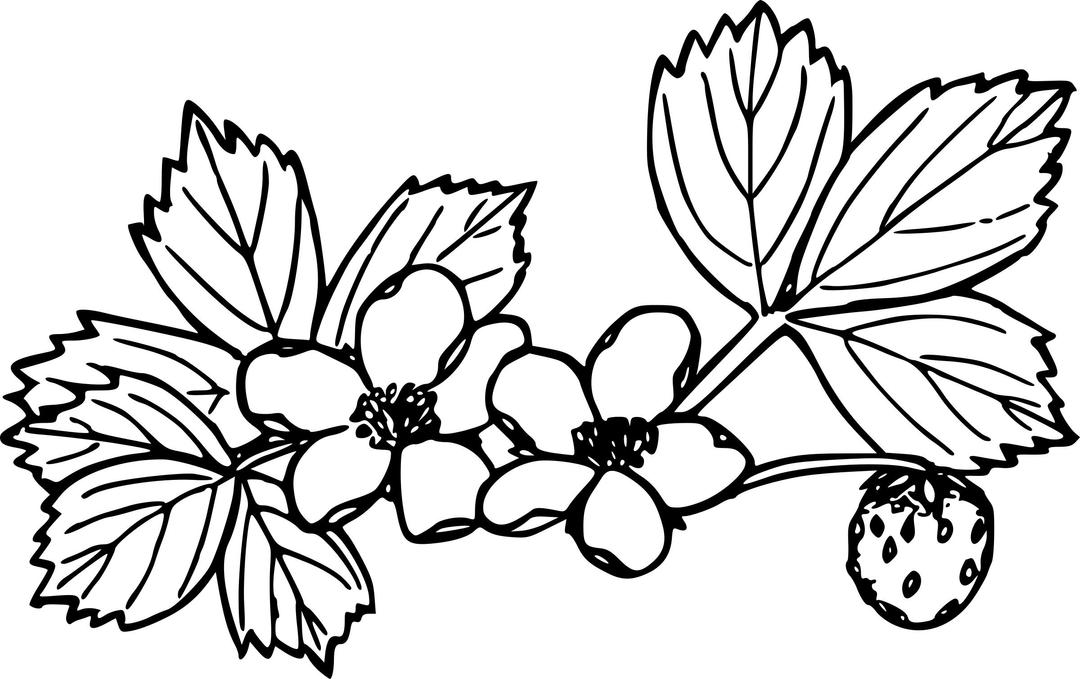 Wild strawberry png transparent