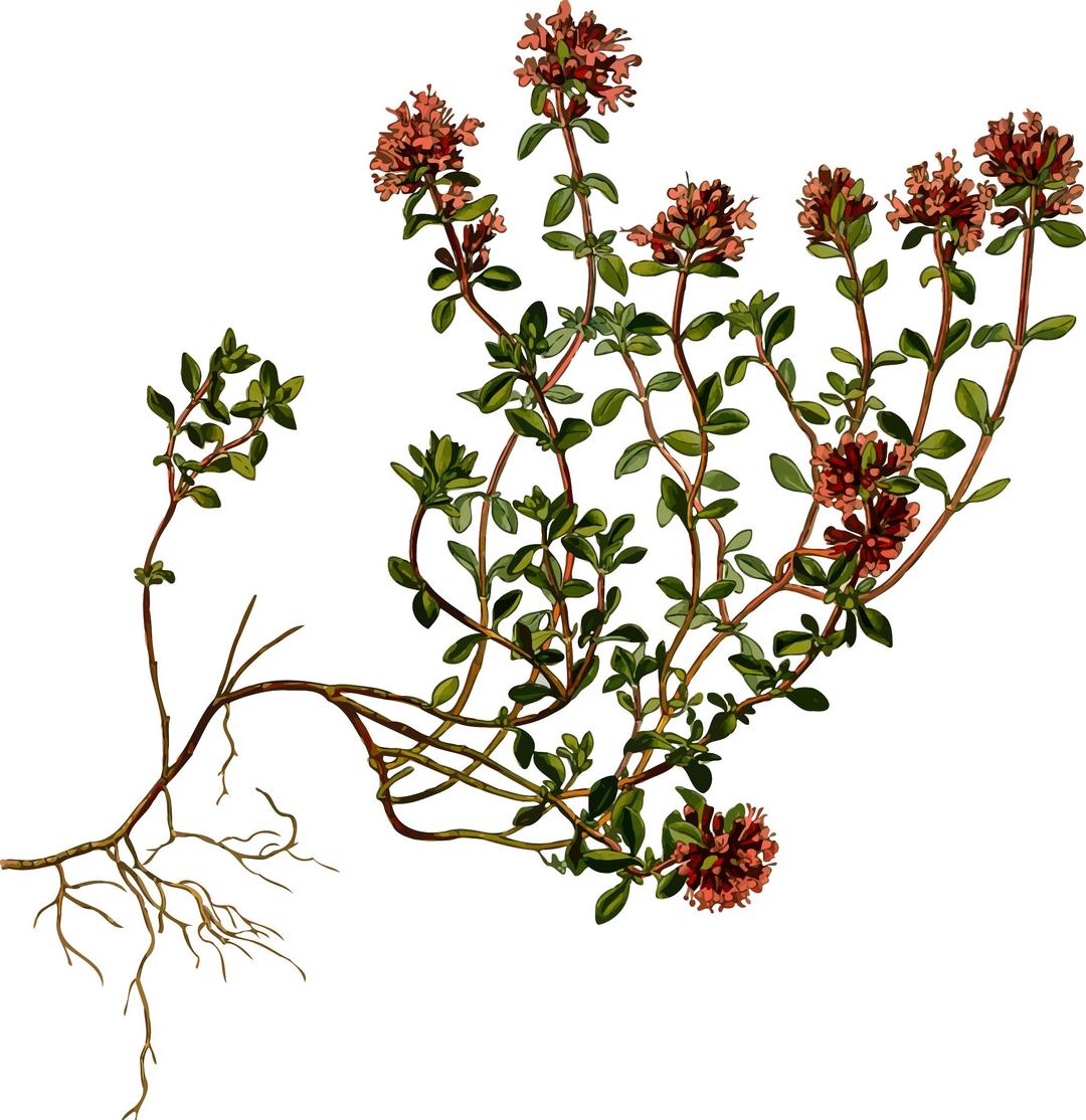 Wild thyme (detailed) png transparent