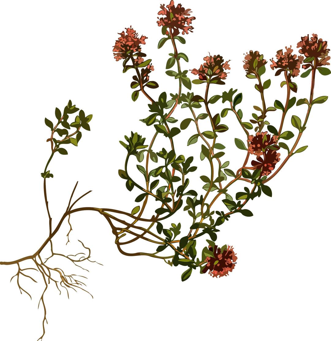 Wild thyme (low resolution) png transparent