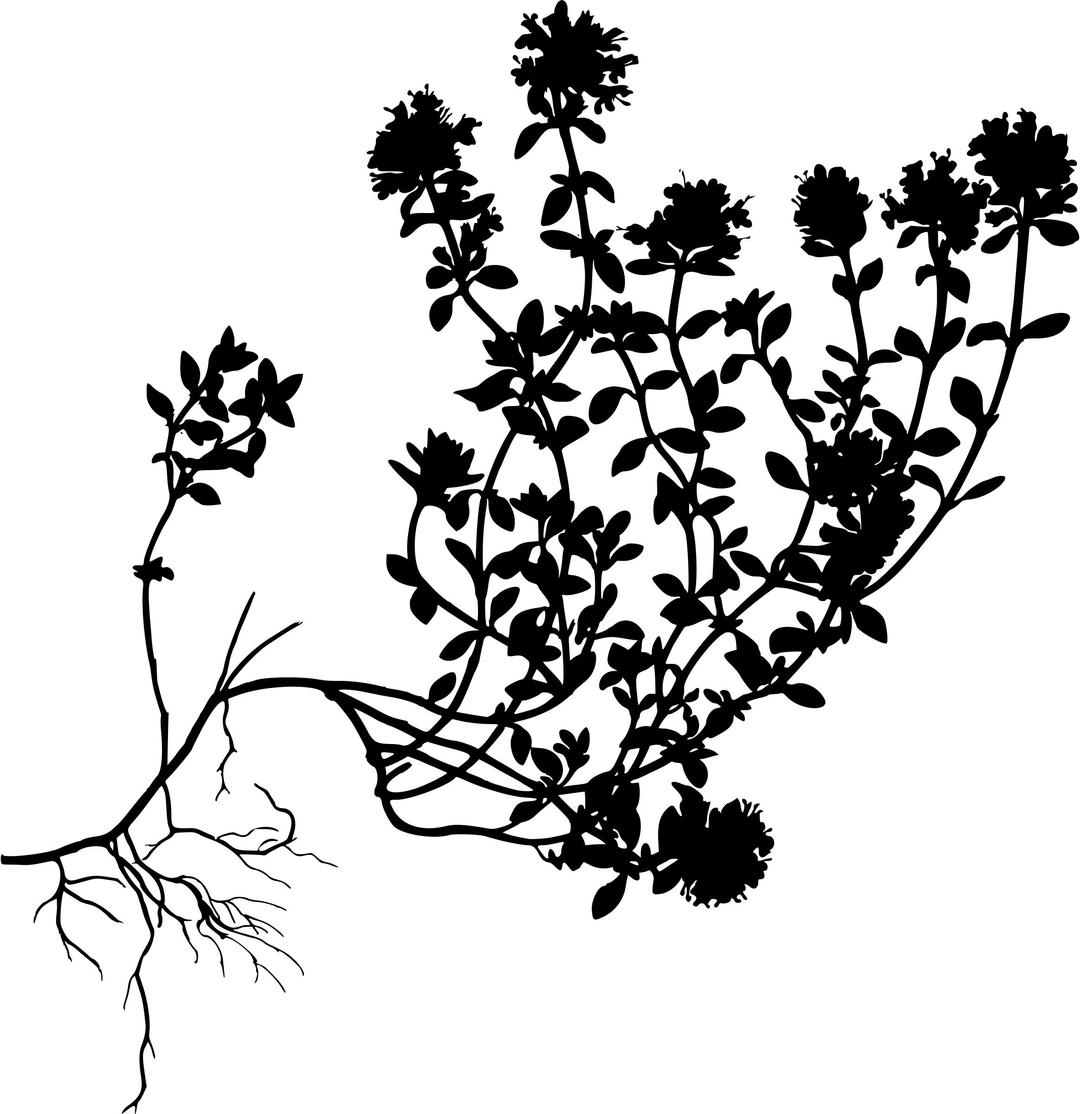 Wild thyme (silhouette) png transparent