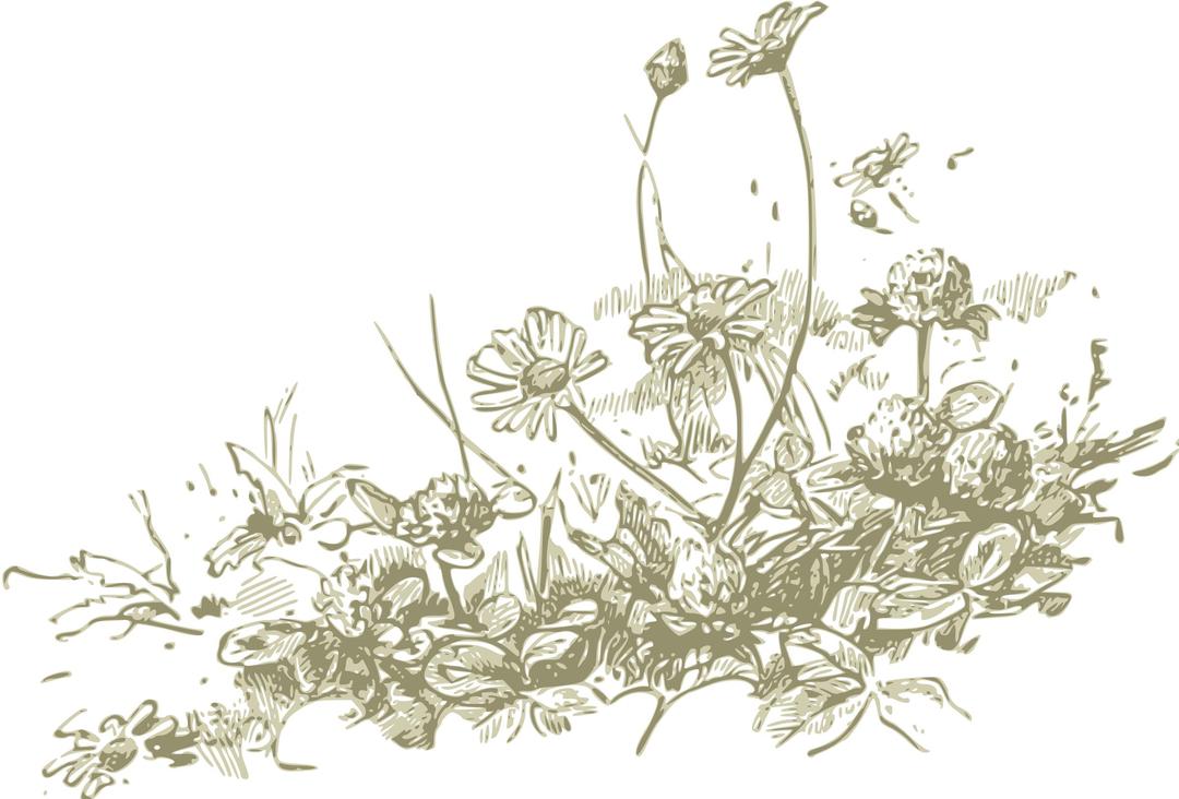 wildflowers - more detail png transparent