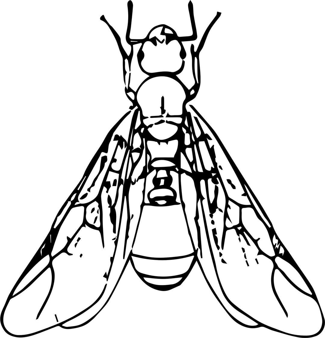 winged ant png transparent