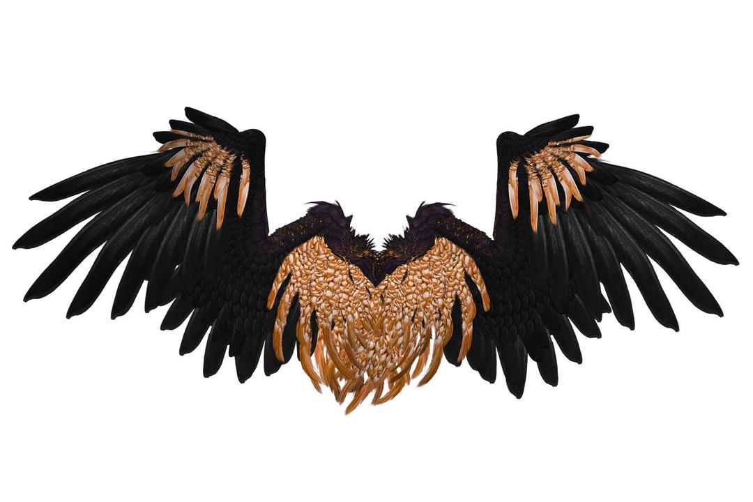 Wings Black and Brown Crow png transparent
