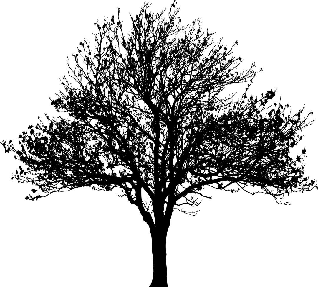 Winter Tree Silhouette png transparent