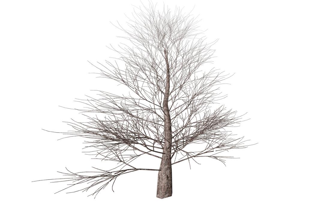 Winter Tree png transparent