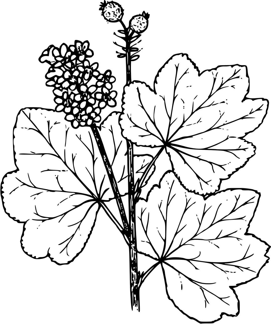 Wolf's currant png transparent