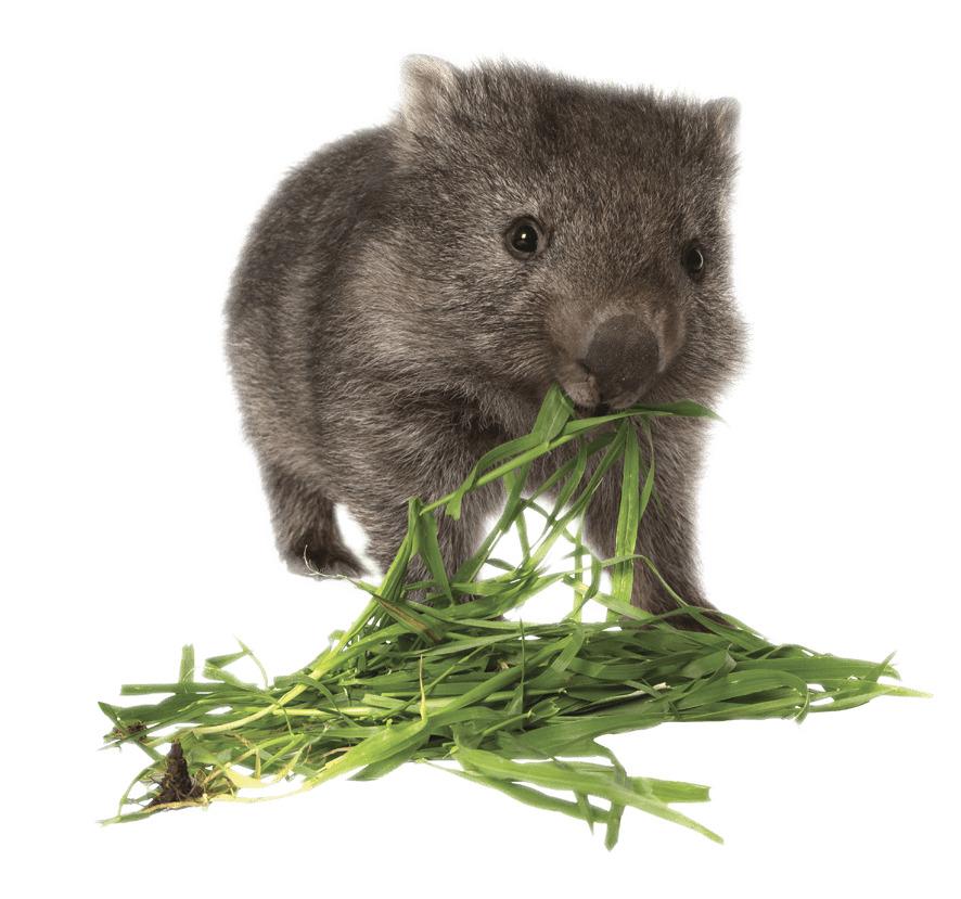 Wombat Eating Grass png transparent