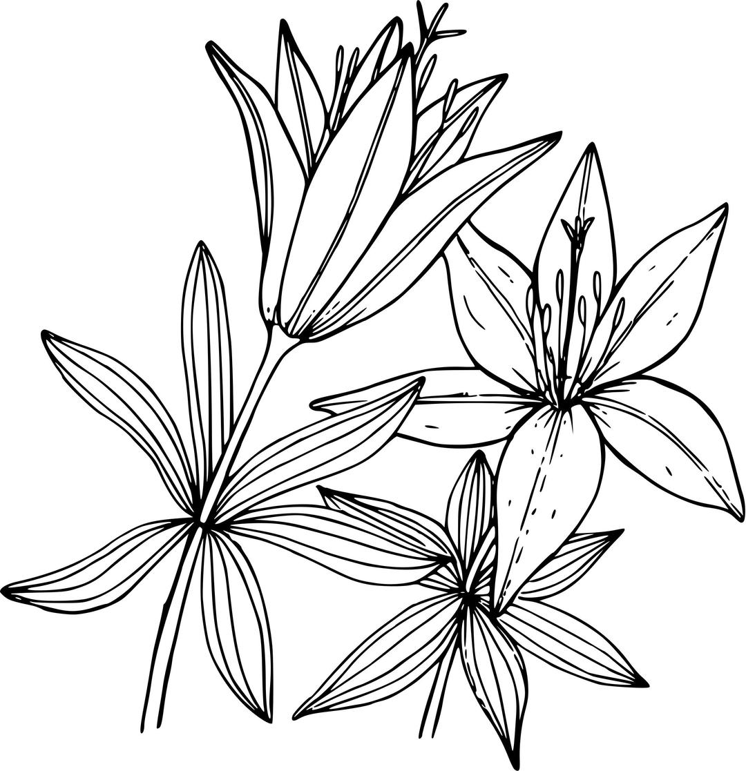 Wood lily png transparent