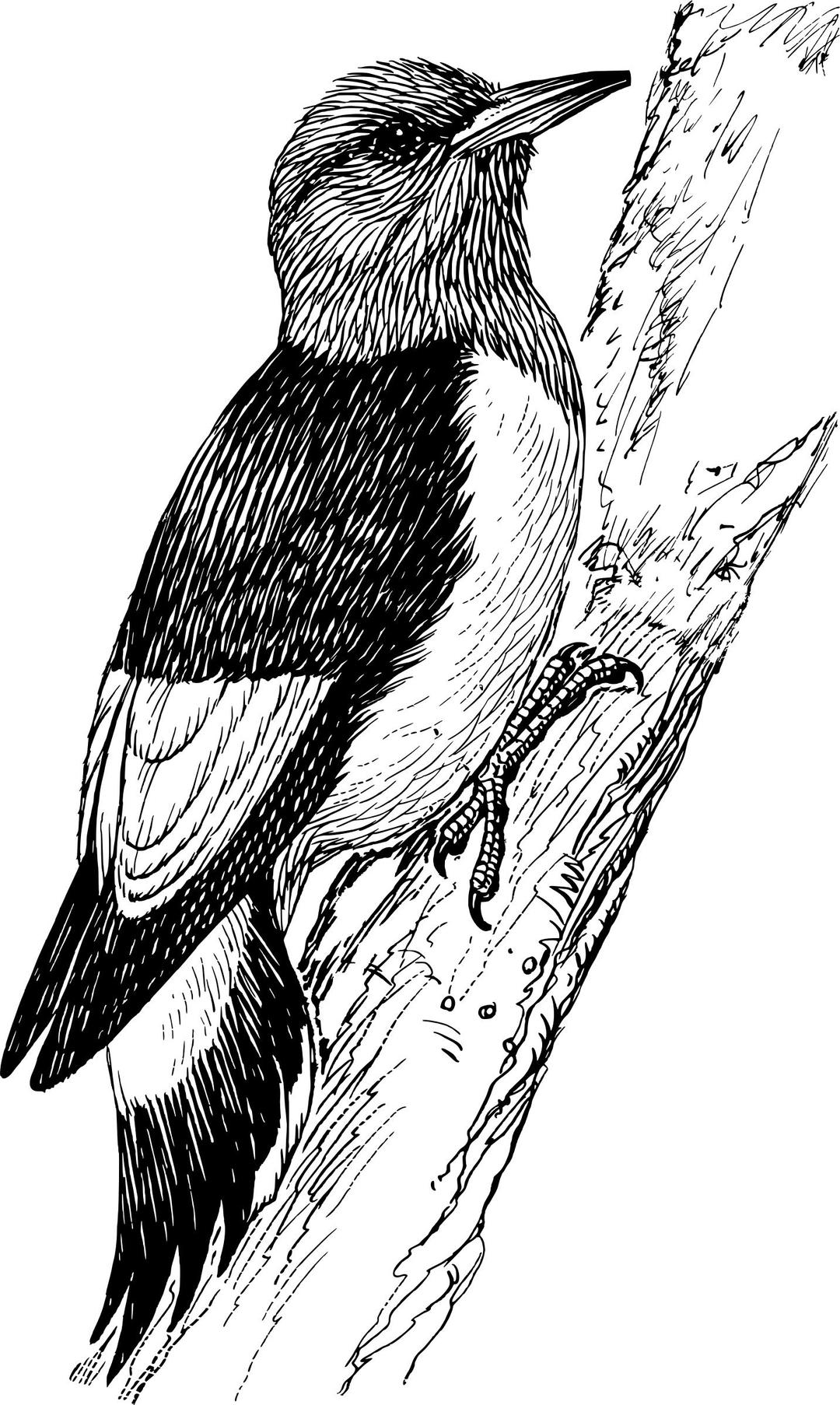 Woodpecker 3 png transparent