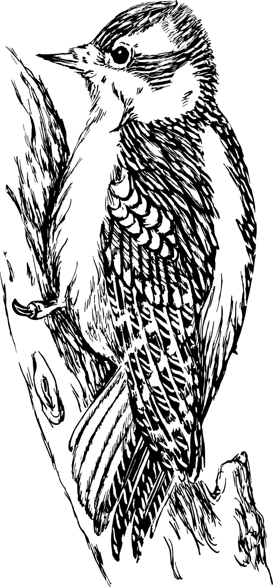 Woodpecker 4 png transparent