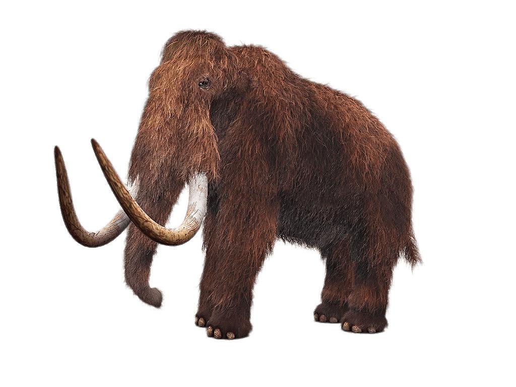 Wooly Mammoth png transparent