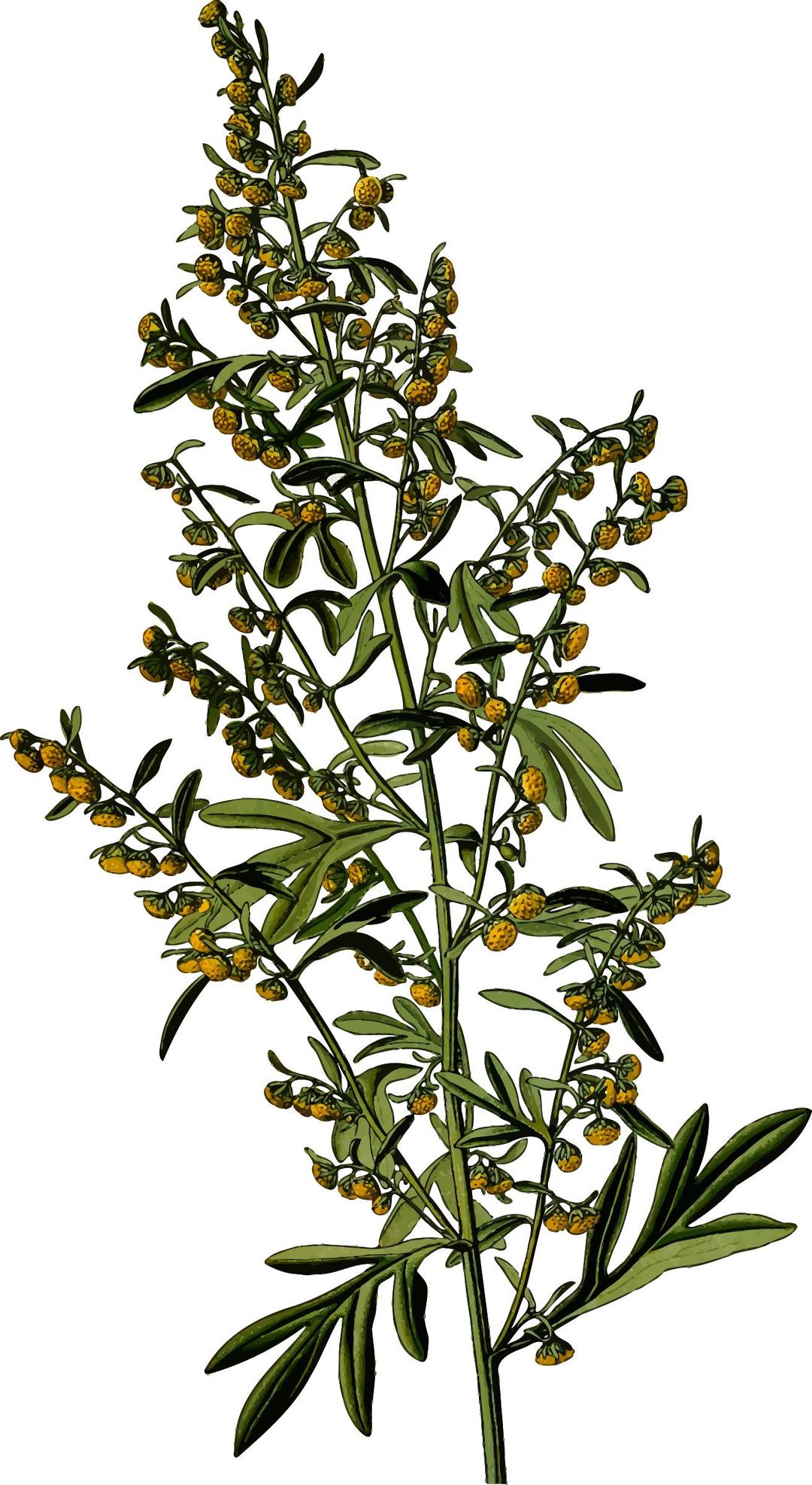 Wormwood (detailed) png transparent
