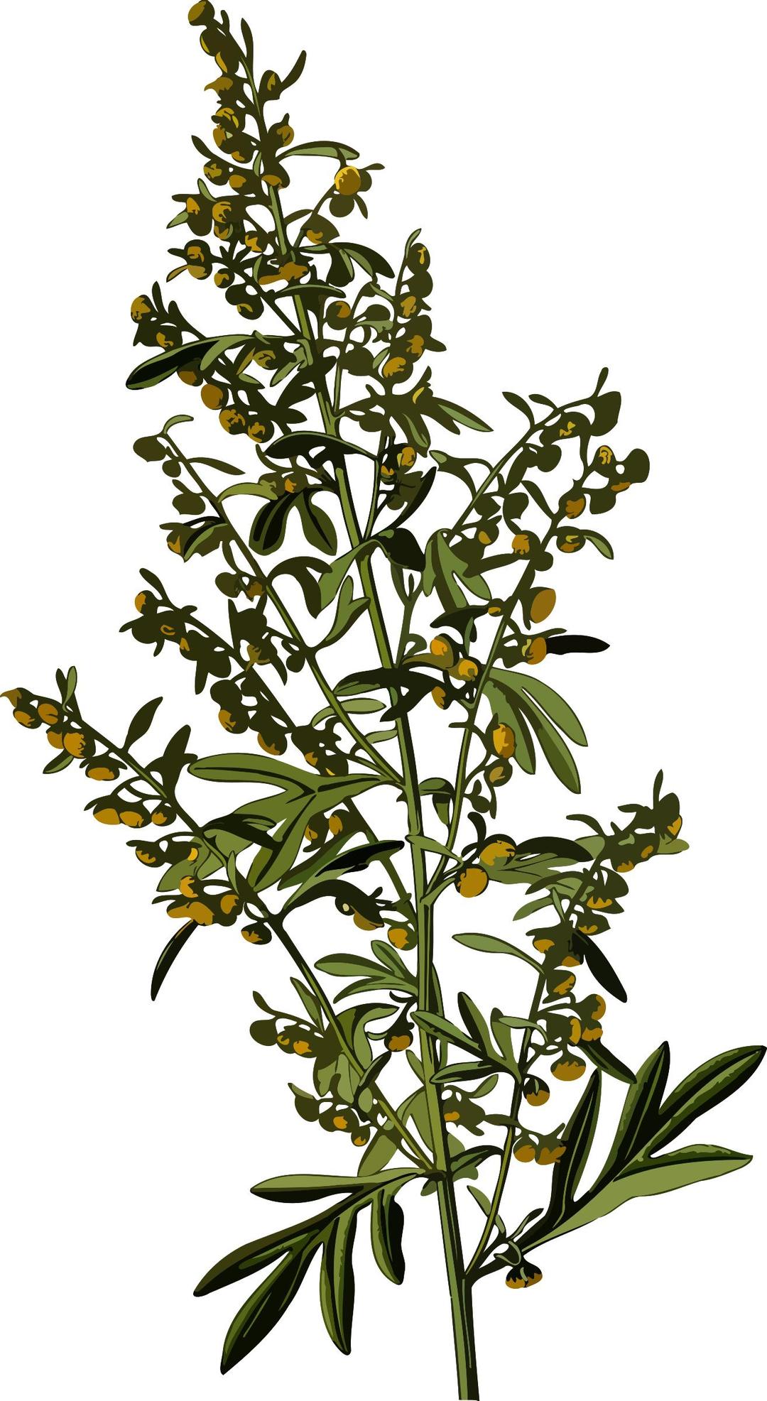 Wormwood (smaller file) png transparent