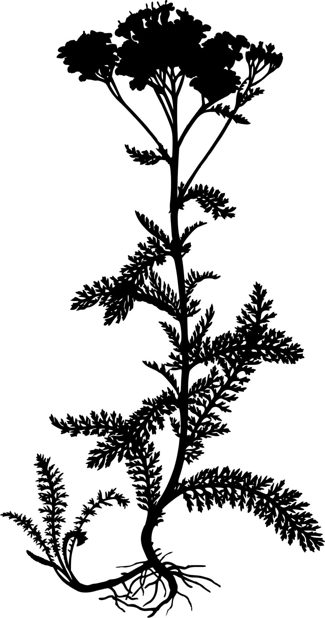 Yarrow (silhouette) png transparent