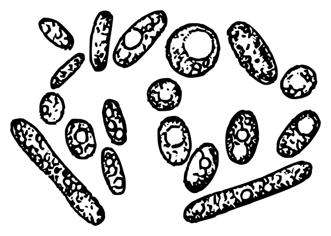 Yeast cells png transparent