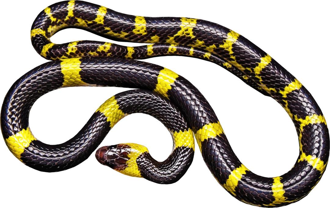 Yellow And Black Snake png transparent