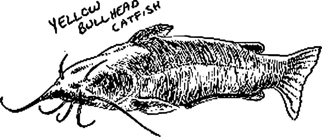 Yellow bullhead catfish png transparent