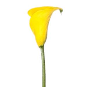 Yellow Calla Lily png transparent
