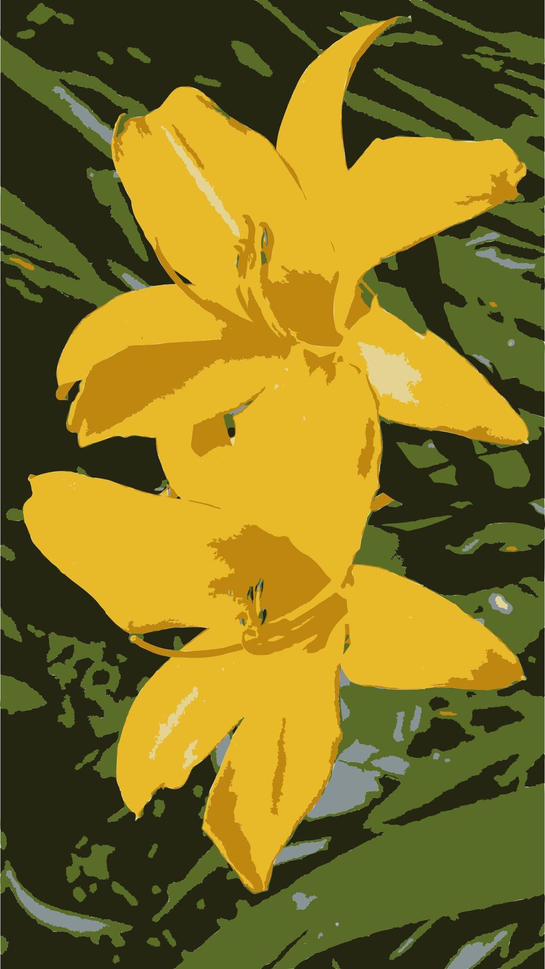 Yellow Lillies in California png transparent