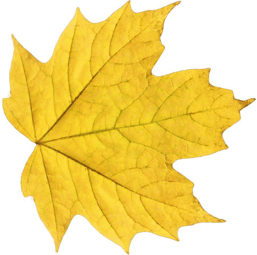 Yellow Maple Leaf png transparent